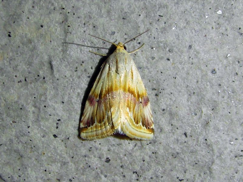 Eublemma ostrina (Erebidae)